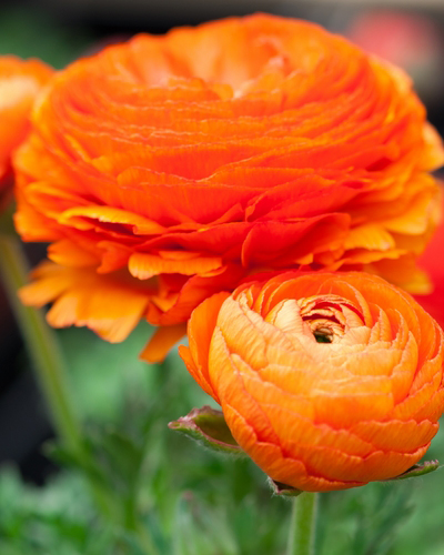 RANUNCULUS (ISKERNÍK) ORANGE 100 ks